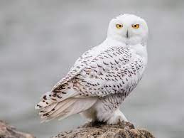 Beautiful Animals - 1